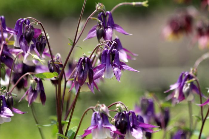 Аквилегия (Aquilegia)