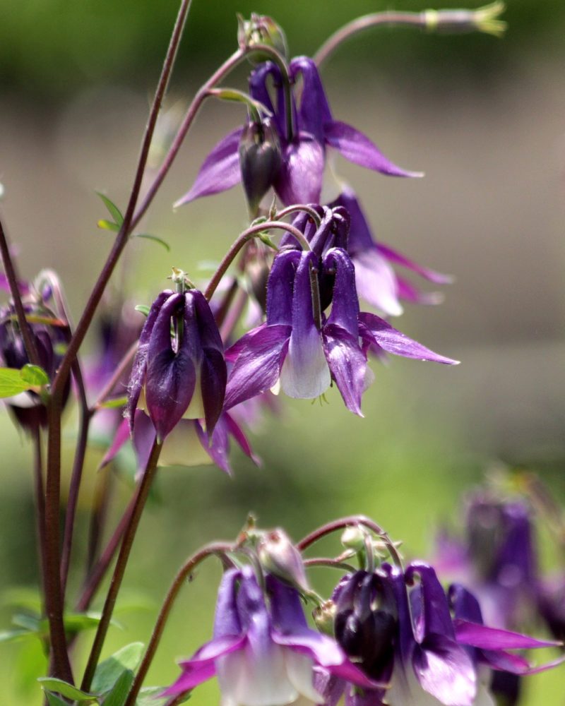 Аквилегия (Aquilegia)