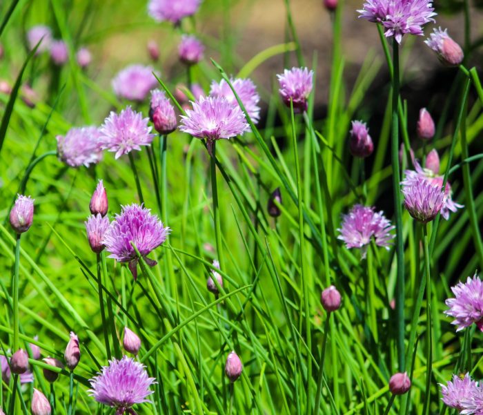 Лук Шнитт (Allium schoenoprasum)