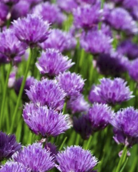 Лук Шнитт (Allium schoenoprasum)