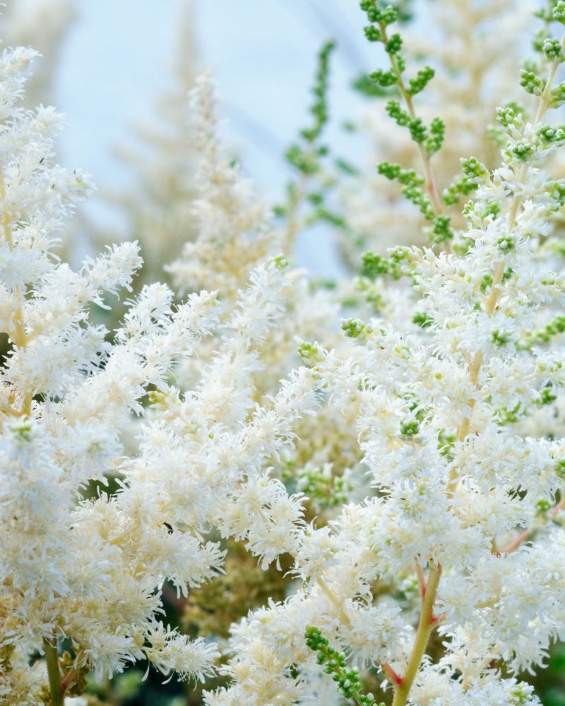 Астильба японская (Astilbe japonica ) Diamant