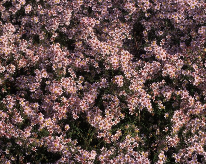 Астра бокоцветковая (Aster lateriflorus) Horizontalis