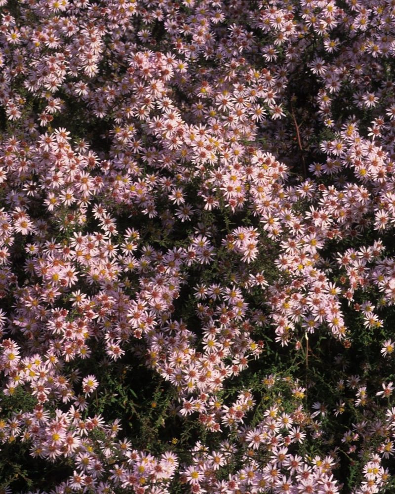 Астра бокоцветковая (Aster lateriflorus) Horizontalis