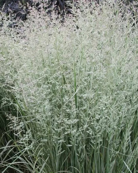 Вейник остроцветковый (Calamagrostis acutiflora) Overdam