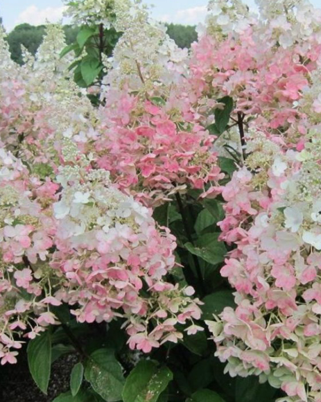 Гортензия метельчатая (Hydrangea paniculata) Confetti