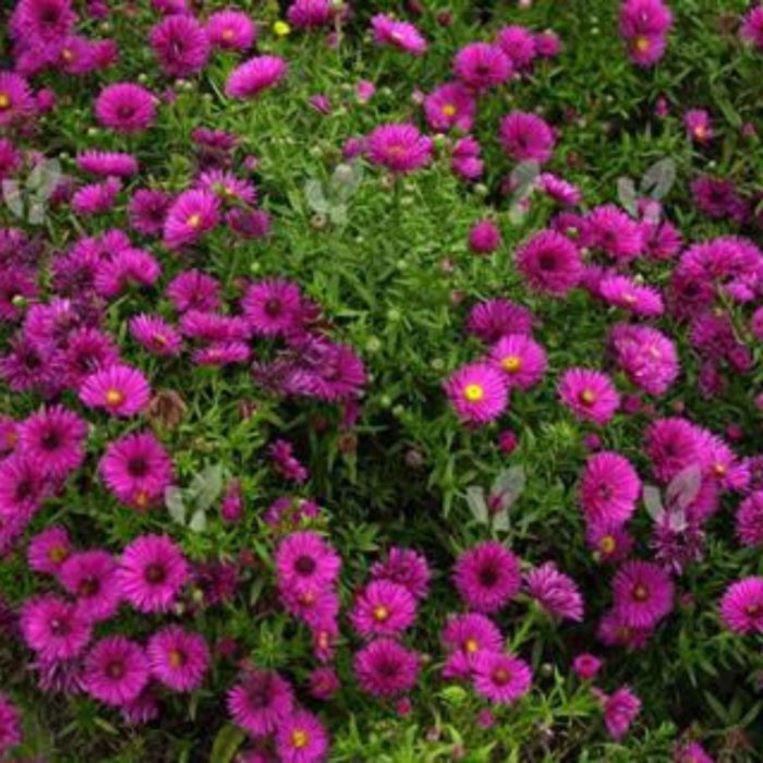 Астра кустарниковая (Aster dumosus) Jenny