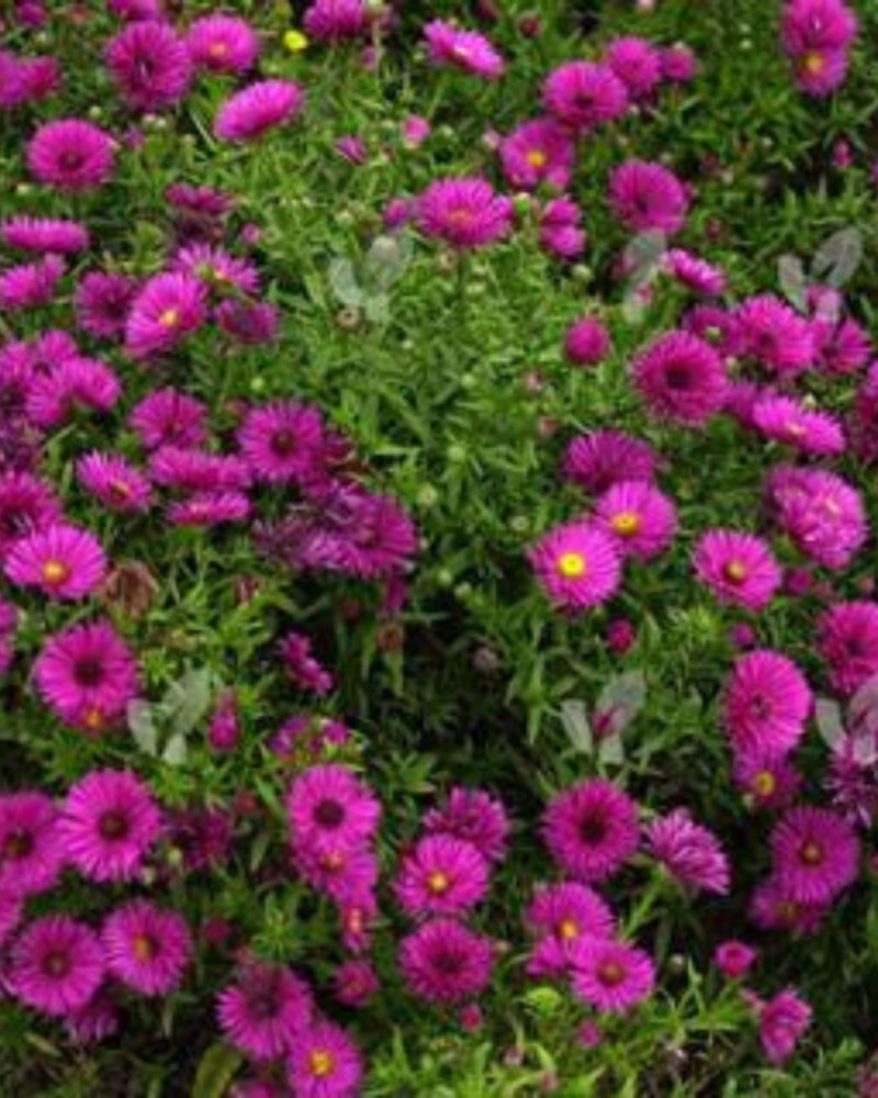 Астра кустарниковая (Aster dumosus) Jenny