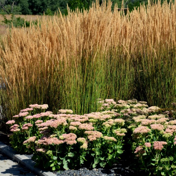 Вейник остроцветковый (Calamagrostis acutiflora) Karl Foerster