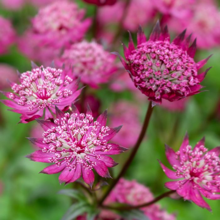 Астранция крупная (Astrantia major) Rubra