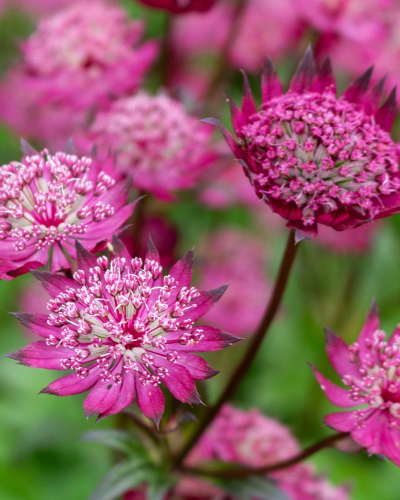 Астранция крупная (Astrantia major) Rubra