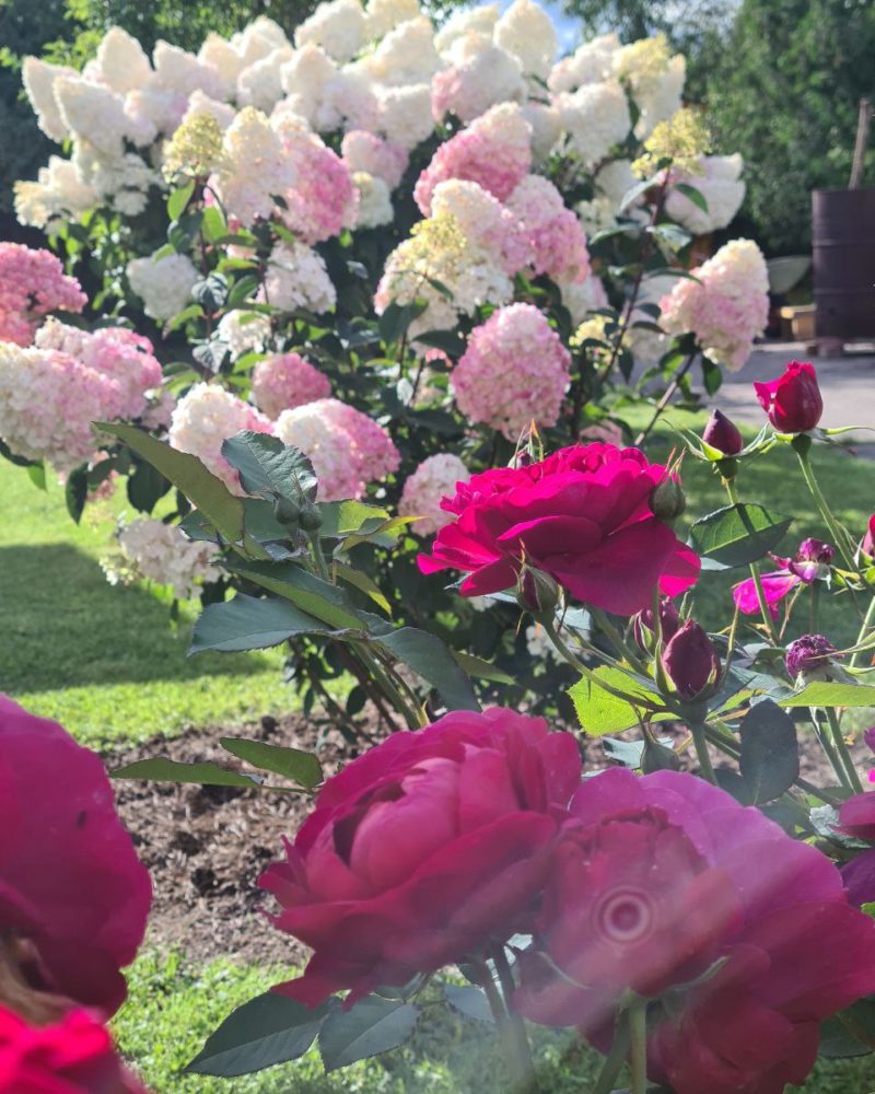 Гортензия метельчатая (Hydrangea paniculata) Vanille Fraise