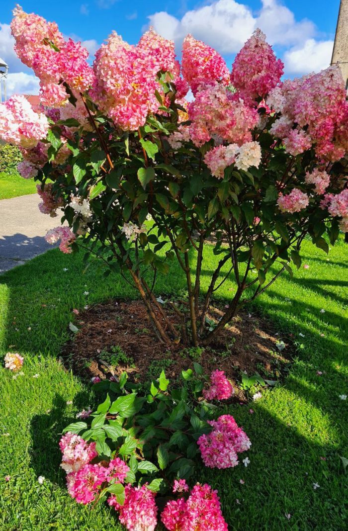 Гортензия метельчатая (Hydrangea paniculata) Vanille Fraise