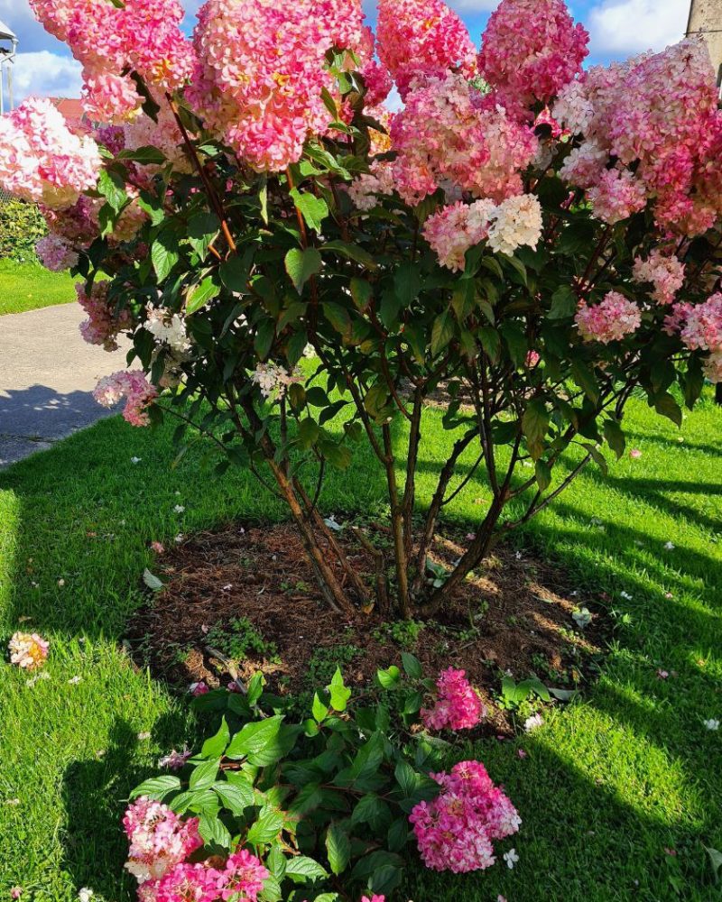 Гортензия метельчатая (Hydrangea paniculata) Vanille Fraise