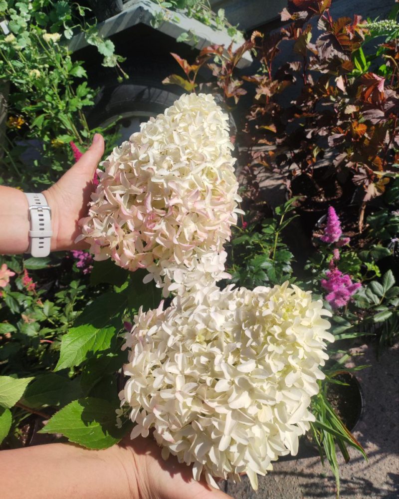 Гортензия метельчатая (Hydrangea paniculata) Skyfall