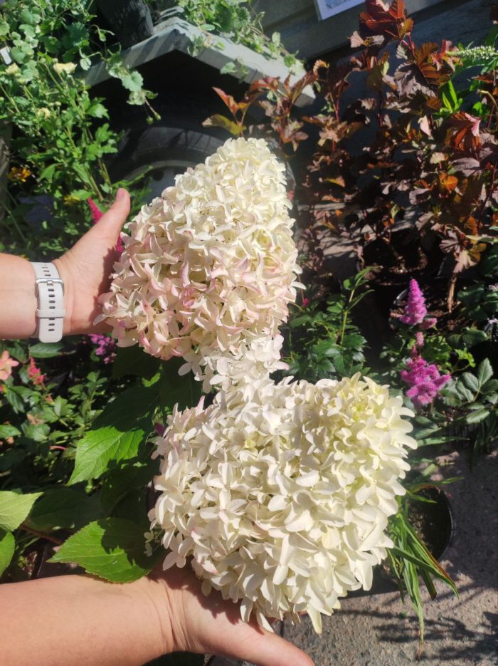 Гортензия метельчатая (Hydrangea paniculata) Skyfall