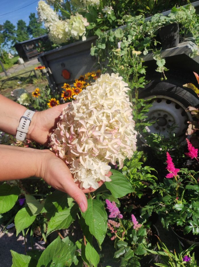 Гортензия метельчатая (Hydrangea paniculata) Skyfall