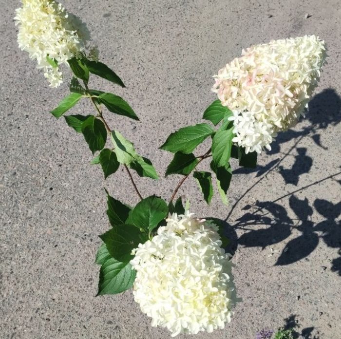 Гортензия метельчатая (Hydrangea paniculata) Skyfall