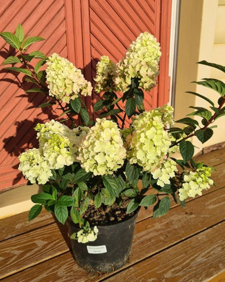 Гортензия метельчатая (Hydrangea paniculata) Little Lime