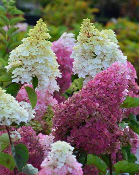 Гортензия метельчатая (Hydrangea paniculata) Fraise Melba