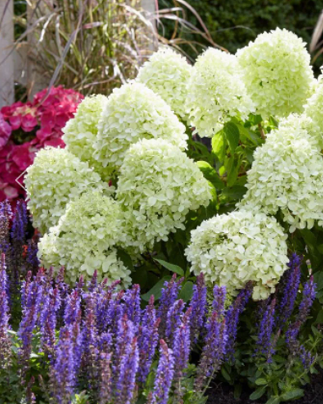 Гортензия метельчатая (Hydrangea paniculata) Little Spooky