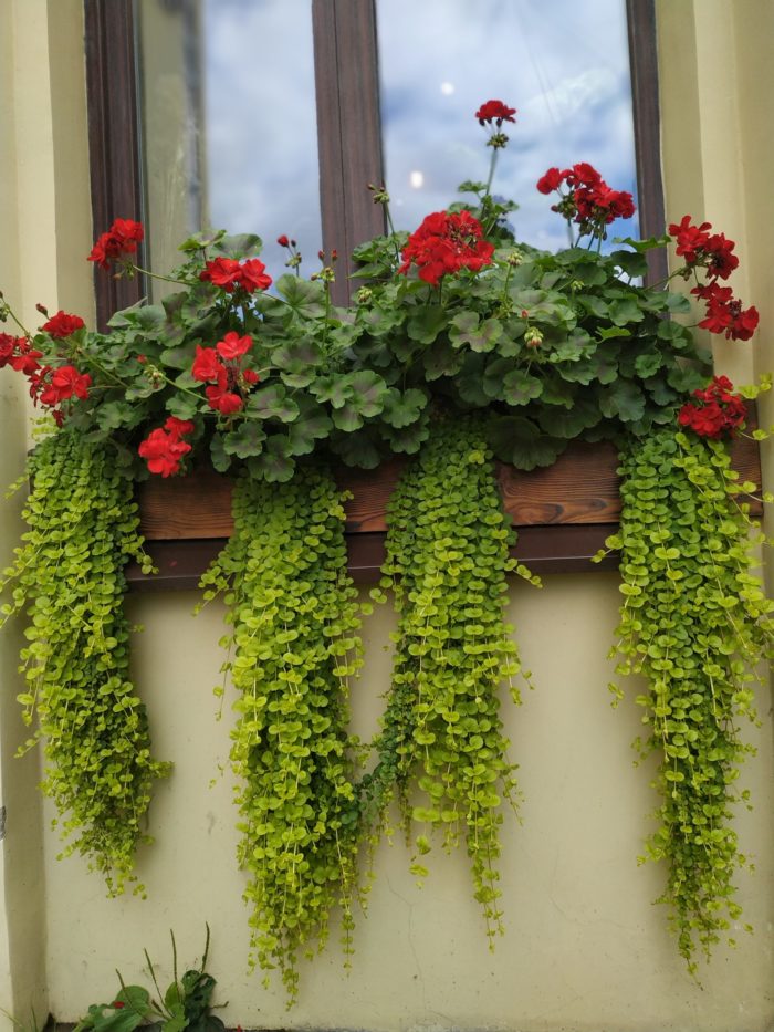 Вербейник монетчатый (Lysimachia nummularia) Aurea