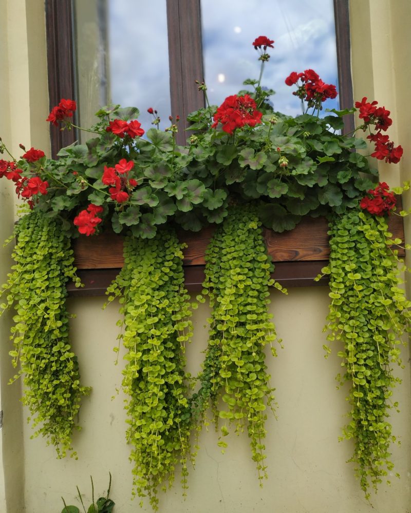 Вербейник монетчатый (Lysimachia nummularia) Aurea