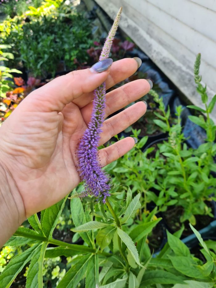 Вероникаструм сибирский (Veronicastrum sibiricum)