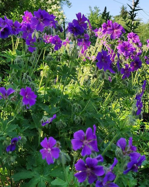 Герань луговая (Geranium pratense) Rosemoor