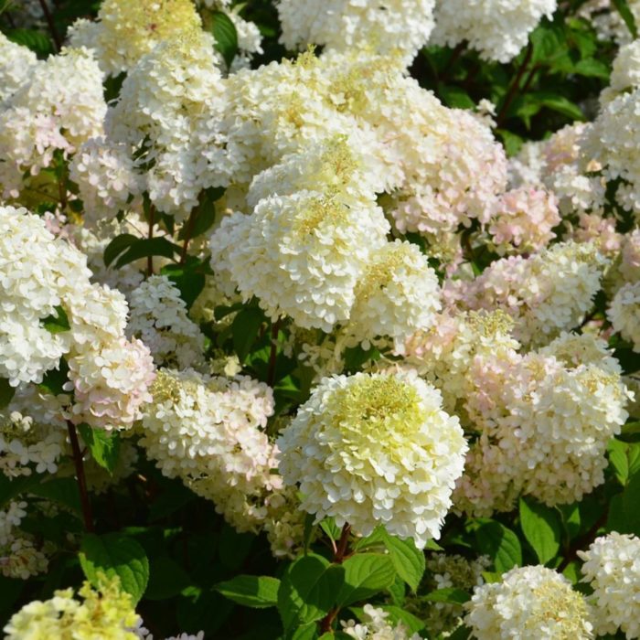 Гортензия метельчатая (Hydrangea paniculata) Diamantino