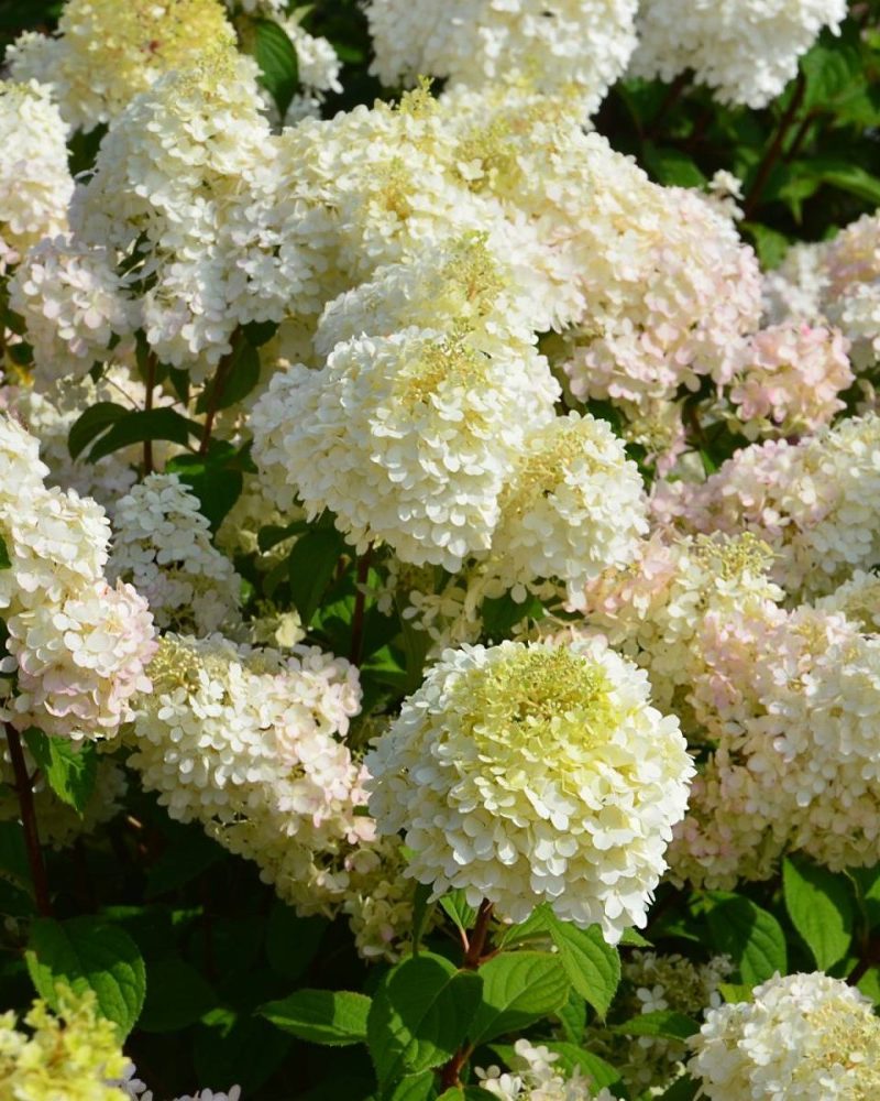 Гортензия метельчатая (Hydrangea paniculata) Diamantino