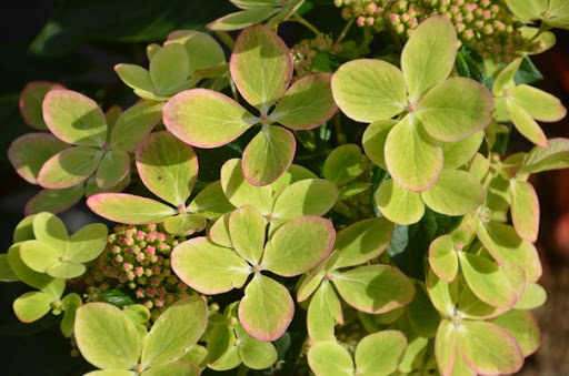 Гортензия метельчатая (Hydrangea paniculata) Pastelgreen