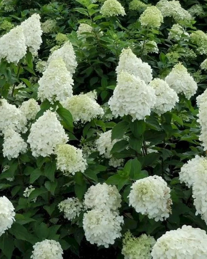 Гортензия метельчатая (Hydrangea paniculata) Polar Bear