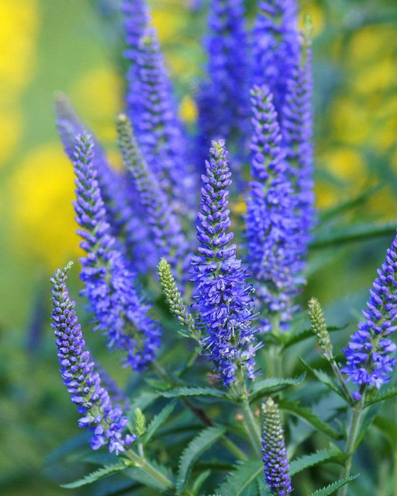 Вероника колосковая, видовая сине-голубая (Veronica longifolia )