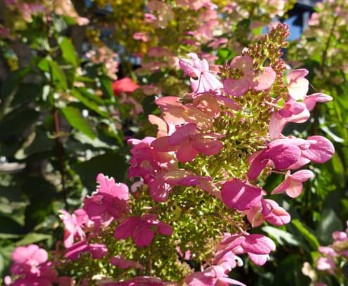 Гортензия метельчатая (Hydrangea paniculata) Confetti