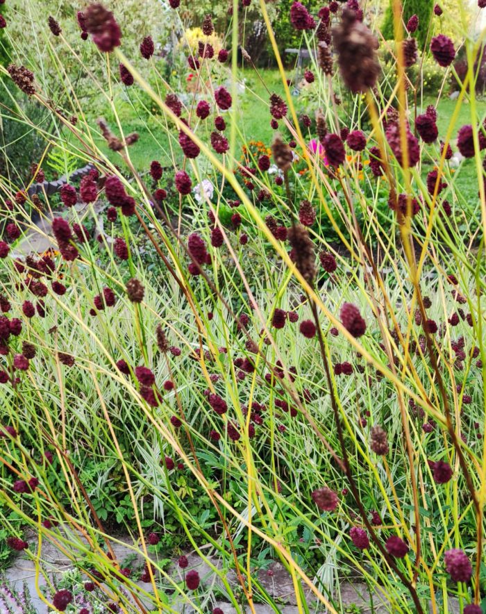 Sanguisorba officinalis `Tanna