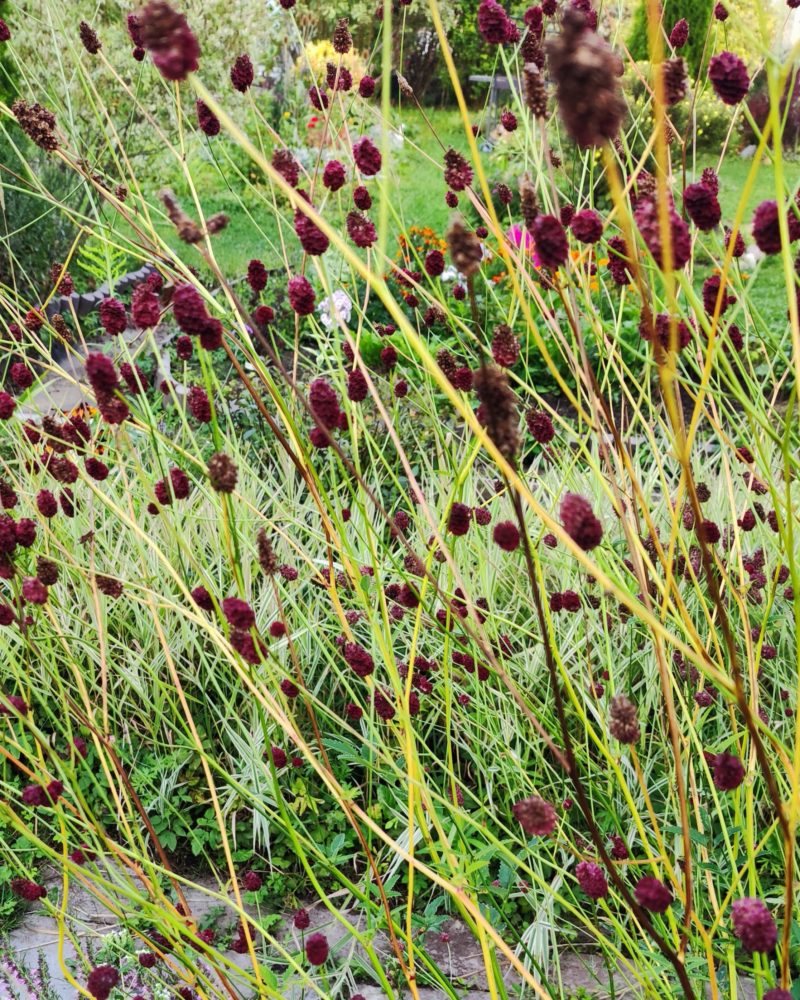 Sanguisorba officinalis `Tanna