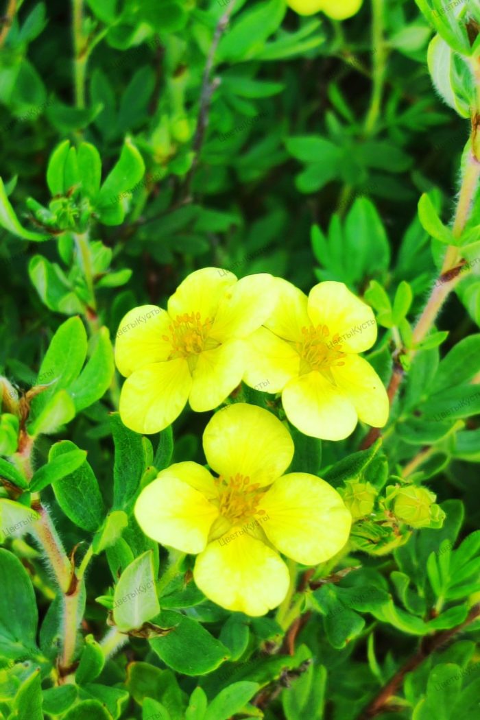 Лапчатка кустарниковая (Potentilla fruticosa)