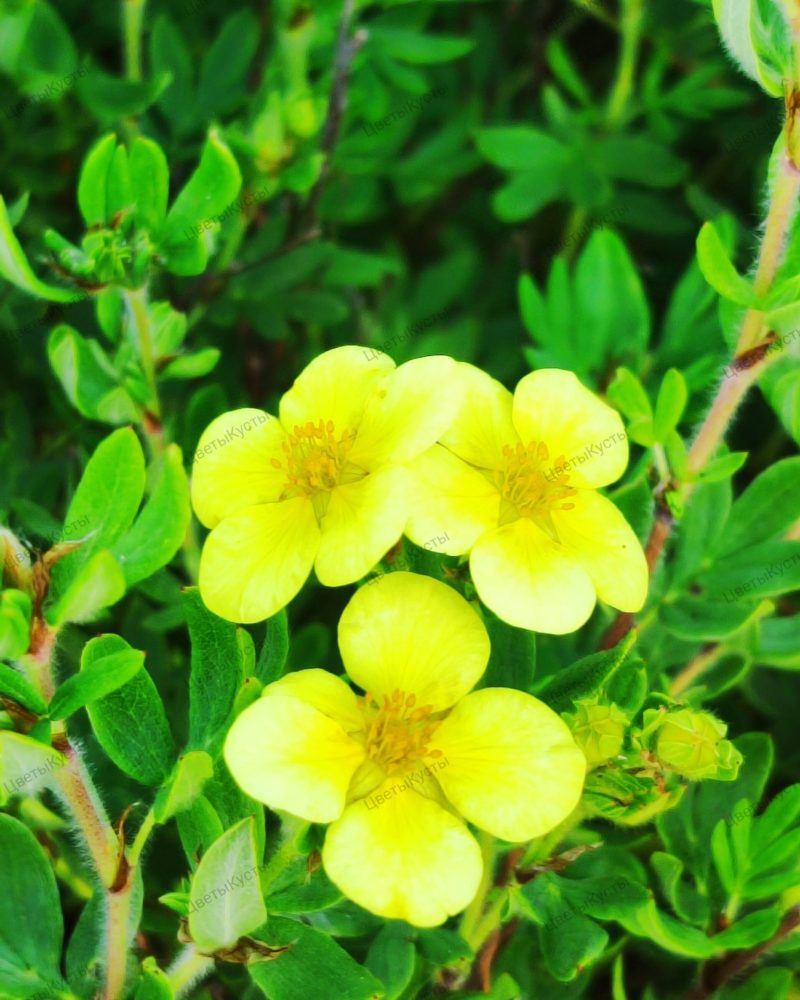 Лапчатка кустарниковая (Potentilla fruticosa)