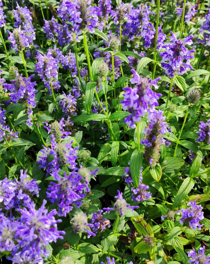 Котовник жилковатый (Nepeta nervosa) Blue Moon