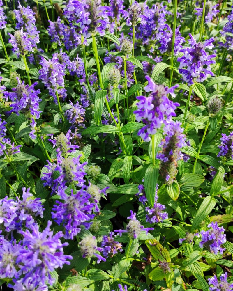 Котовник жилковатый (Nepeta nervosa) Blue Moon