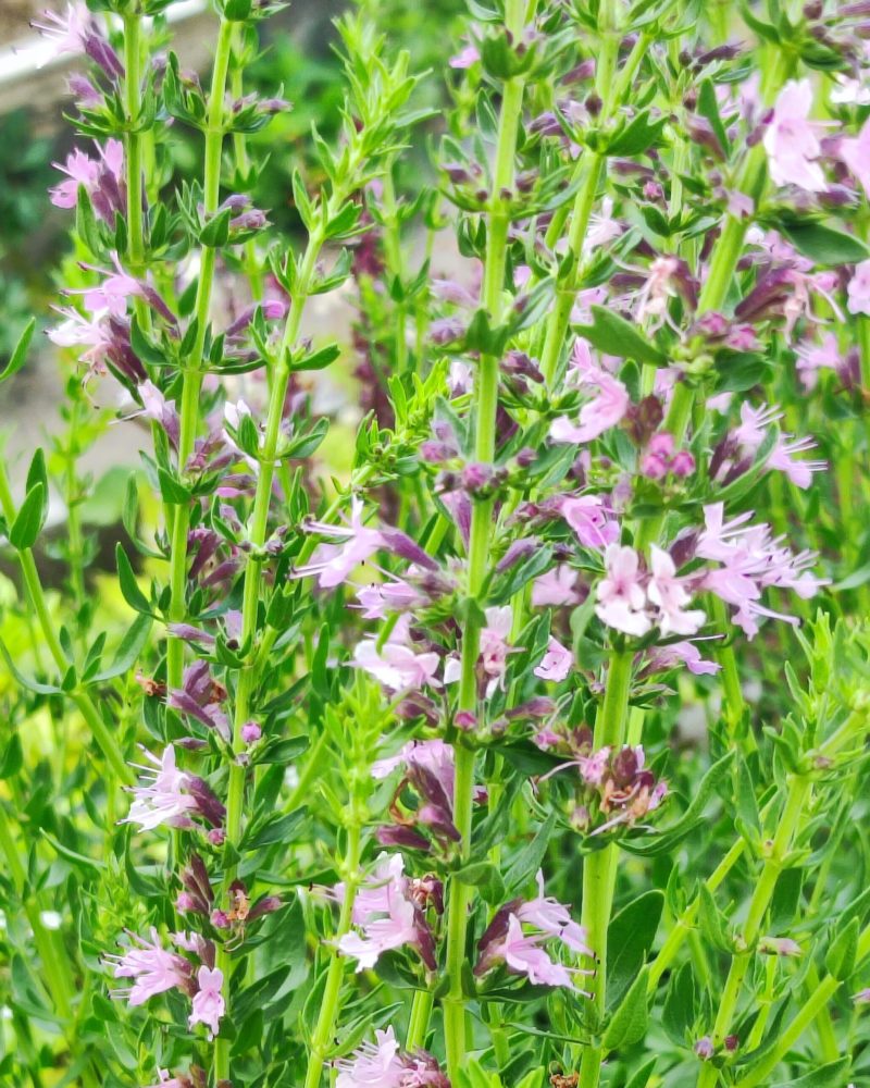 Иссоп лекарственный "Розовый" (Hyssopus officinalis Roseus)