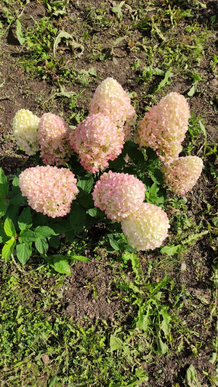 Гортензия метельчатая (Hydrangea paniculata) Sugar Rush