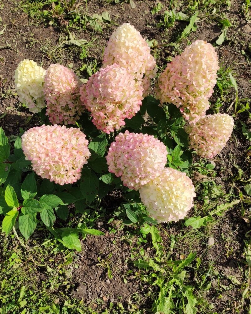 Гортензия метельчатая (Hydrangea paniculata) Sugar Rush