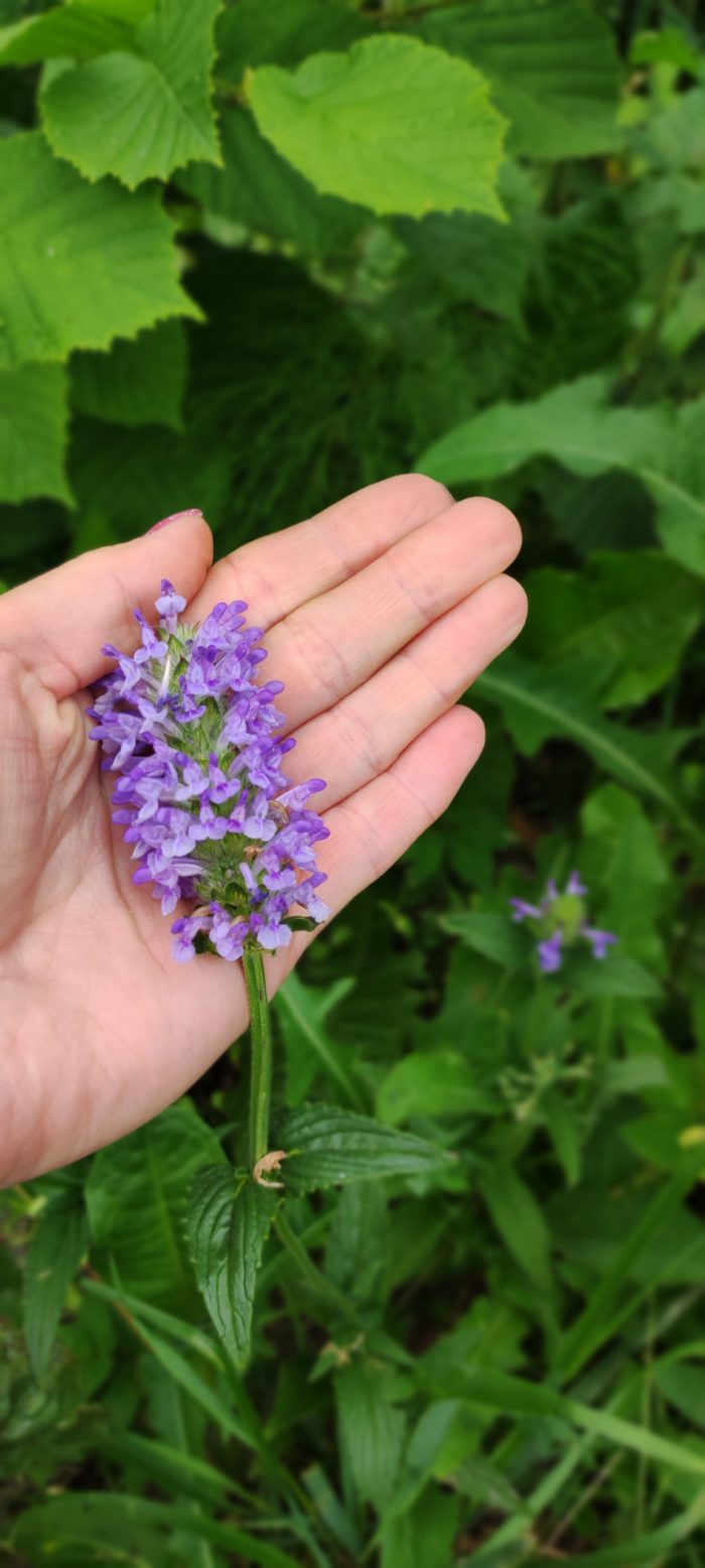 Котовник жилковатый (Nepeta nervosa) Blue Moon