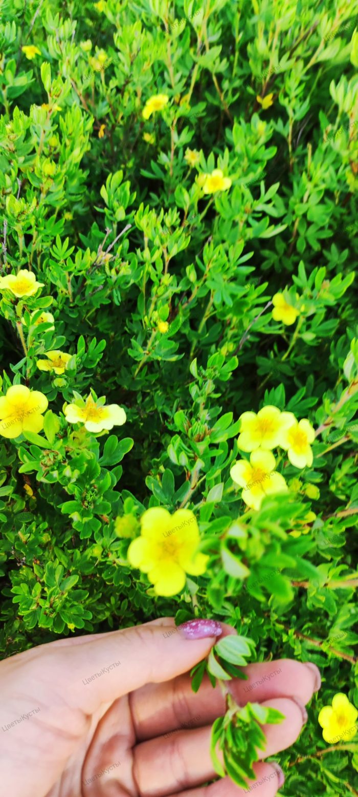 Лапчатка кустарниковая (Potentilla fruticosa)