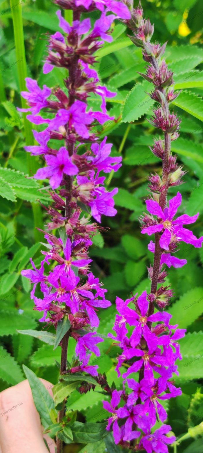 Дербенник иволистный (Lythrum salicaria) Rosy Gem