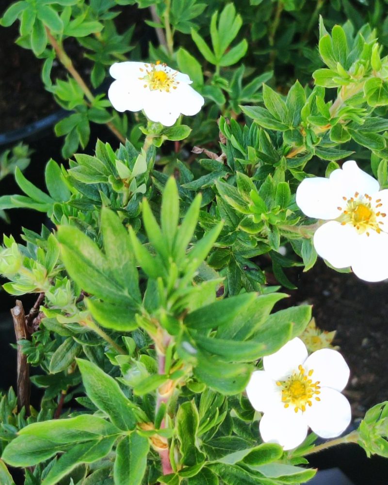 Лапчатка кустарниковая (Potentilla fruticosa) Snowflake