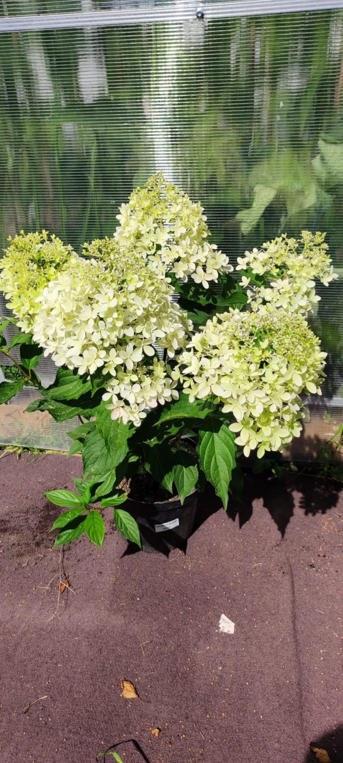 Гортензия метельчатая (Hydrangea paniculata) Phantom