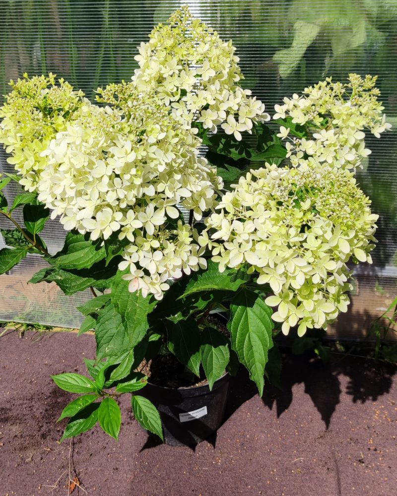 Гортензия метельчатая (Hydrangea paniculata) Phantom