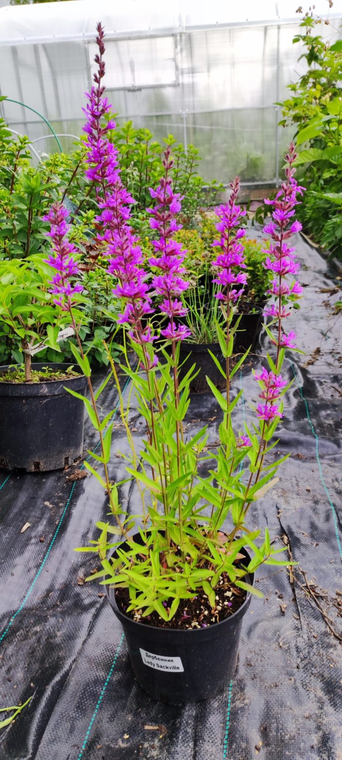 Дербенник иволистный (Lythrum salicaria) Lady Sackville